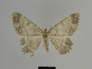  (Gnophos longipennis - SE MNC Lep 00834)  @13 [ ] Copyright (2011) Sven Erlacher Museum of Natural History Chemnitz