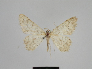  (Gnophos hissariensis - SE MNC Lep 00967)  @13 [ ] Copyright (2011) Sven Erlacher Museum of Natural History Chemnitz