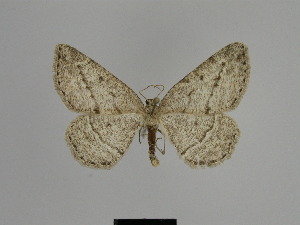  (Gnophopsodos sabinae - SE MNC Lep 01071)  @13 [ ] Copyright (2011) Sven Erlacher Museum of Natural History Chemnitz