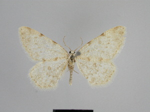  (Gnophopsodos tholeraria - SE MNC Lep 01072)  @11 [ ] Copyright (2011) Sven Erlacher Museum of Natural History Chemnitz