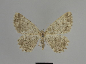  (Gnophos bidentatus - SE MNC Lep 01116)  @14 [ ] Copyright (2011) Sven Erlacher Museum of Natural History Chemnitz