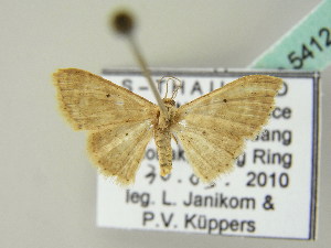  (Idaea neanica - BC ZSM Lep 54124)  @13 [ ] CreativeCommons - Attribution Non-Commercial Share-Alike (2012) Axel Hausmann SNSB, Zoologische Staatssammlung Muenchen