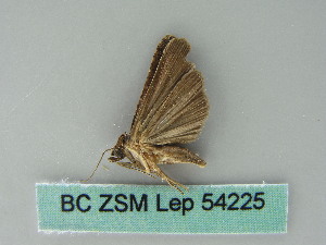  ( - BC ZSM Lep 54225)  @12 [ ] CreativeCommons - Attribution Non-Commercial Share-Alike (2012) Axel Hausmann SNSB, Zoologische Staatssammlung Muenchen