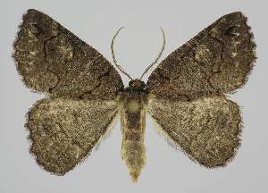  (Lophothorax sp. ANIC1 - BC EF Lep 04223)  @15 [ ] Copyright (2013) Egbert Friedrich Research Collection Egbert Friedrich