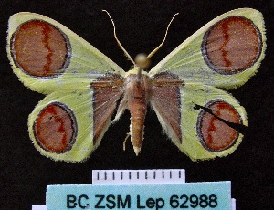  (Plutodes argentilauta - BC ZSM Lep 62988)  @15 [ ] Copyright (2012) Axel Hausmann/Bavarian State Collection of Zoology (ZSM) SNSB, Zoologische Staatssammlung Muenchen