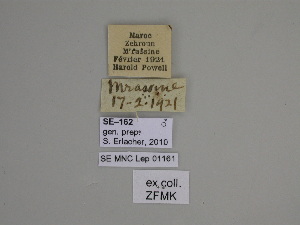  ( - SE MNC Lep 01161)  @11 [ ] Copyright (2012) Sven Erlacher Museum Naturkunde Chemnitz