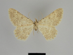  (Gnophos pollinaria - SE MNC Lep 01280)  @11 [ ] Copyright (2012) Sven Erlacher Museum Naturkunde Chemnitz