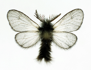  (Ptilocephala wockei - BC ZSM Lep 63482)  @14 [ ] Copyright (2012) Axel Hausmann/Bavarian State Collection of Zoology (ZSM) SNSB, Zoologische Staatssammlung Muenchen