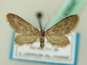  (Idaea scabraria - BC ZSM Lep 63547)  @13 [ ] CreativeCommons - Attribution Non-Commercial Share-Alike (2012) Axel Hausmann SNSB, Zoologische Staatssammlung Muenchen