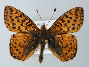  (Boloria pales - BC ZSM Lep 62382)  @15 [ ] CreativeCommons - Attribution Non-Commercial Share-Alike (2012) Axel Hausmann SNSB, Zoologische Staatssammlung Muenchen