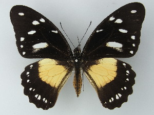  (Papilio dardanus cenea - BC ZSM Lep 60039)  @15 [ ] CreativeCommons - Attribution Non-Commercial Share-Alike (2012) Axel Hausmann SNSB, Zoologische Staatssammlung Muenchen