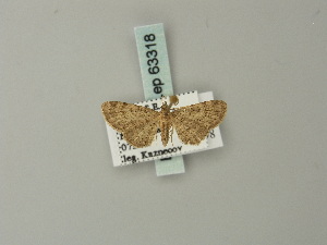  (Eupithecia homogrammata - BC ZSM Lep 63318)  @13 [ ] CreativeCommons - Attribution Non-Commercial Share-Alike (2012) Axel Hausmann SNSB, Zoologische Staatssammlung Muenchen