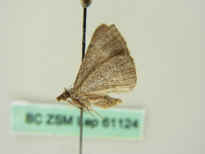  (Dichromodes AH05Au - BC ZSM Lep 61124)  @12 [ ] CreativeCommons - Attribution Non-Commercial Share-Alike (2012) Axel Hausmann SNSB, Zoologische Staatssammlung Muenchen