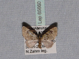 ( - BC ZSM Lep 65660)  @13 [ ] Copyright (2012) Axel Hausmann/Bavarian State Collection of Zoology (ZSM) SNSB, Zoologische Staatssammlung Muenchen