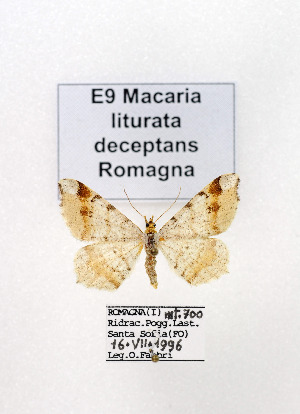  (Macaria liturata - GF Lep 0057)  @12 [ ] Copyright (2012) Axel Hausmann/Bavarian State Collection of Zoology (ZSM) SNSB, Zoologische Staatssammlung Muenchen