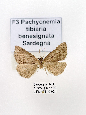  (Pachycnemia tibiaria benesignata - GF Lep 0063)  @13 [ ] Copyright (2012) Axel Hausmann/Bavarian State Collection of Zoology (ZSM) SNSB, Zoologische Staatssammlung Muenchen