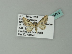  (Eupithecia scalptata - BC ZSM Lep 66715)  @13 [ ] CreativeCommons - Attribution Non-Commercial Share-Alike (2012) Axel Hausmann SNSB, Zoologische Staatssammlung Muenchen