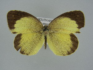  (Coenina - BC ZSM Lep 66173)  @15 [ ] Copyright (2013) Axel Hausmann/Bavarian State Collection of Zoology (ZSM) SNSB, Zoologische Staatssammlung Muenchen