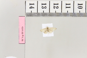 (Idaea BOLD:ACG1224 - BC DS 0050)  @12 [ ] Copyright (2013) Axel Hausmann/Bavarian State Collection of Zoology (ZSM) SNSB, Zoologische Staatssammlung Muenchen