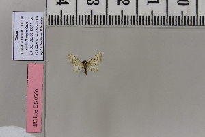  ( - BC DS 0066)  @12 [ ] Copyright (2013) Axel Hausmann/Bavarian State Collection of Zoology (ZSM) SNSB, Zoologische Staatssammlung Muenchen