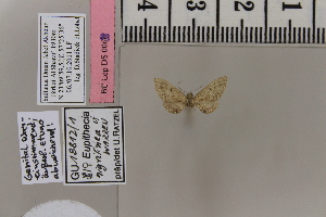  (Eupithecia nigrilinea - BC DS 0069)  @12 [ ] Copyright (2013) Axel Hausmann/Bavarian State Collection of Zoology (ZSM) SNSB, Zoologische Staatssammlung Muenchen