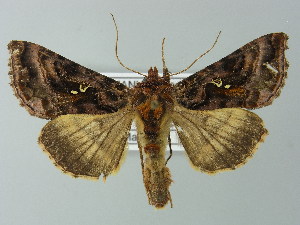  (Autographa pulchrina - BC ZSM Lep 67299)  @15 [ ] CreativeCommons - Attribution Non-Commercial Share-Alike (2013) Axel Hausmann SNSB, Zoologische Staatssammlung Muenchen