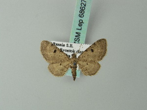  (Eupithecia tricornuta - BC ZSM Lep 68627)  @12 [ ] CreativeCommons - Attribution Non-Commercial Share-Alike (2014) Axel Hausmann SNSB, Zoologische Staatssammlung Muenchen