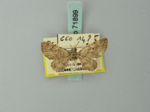  (Eupithecia carribeana - BC ZSM Lep 71899)  @11 [ ] CreativeCommons - Attribution Non-Commercial Share-Alike (2015) Axel Hausmann SNSB, Zoologische Staatssammlung Muenchen