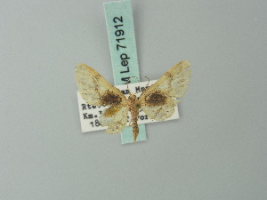  (Eupithecia penicilla - BC ZSM Lep 71912)  @11 [ ] CreativeCommons - Attribution Non-Commercial Share-Alike (2015) Axel Hausmann SNSB, Zoologische Staatssammlung Muenchen