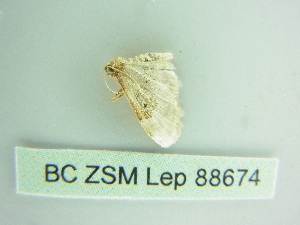  ( - BC ZSM Lep 88674)  @12 [ ] CreativeCommons - Attribution Non-Commercial Share-Alike (2015) Axel Hausmann SNSB, Zoologische Staatssammlung Muenchen