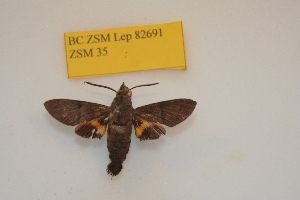  (Macroglossum jani - BC ZSM Lep 82691)  @11 [ ] CreativeCommons - Attribution Non-Commercial Share-Alike (2016) Axel Hausmann SNSB, Zoologische Staatssammlung Muenchen