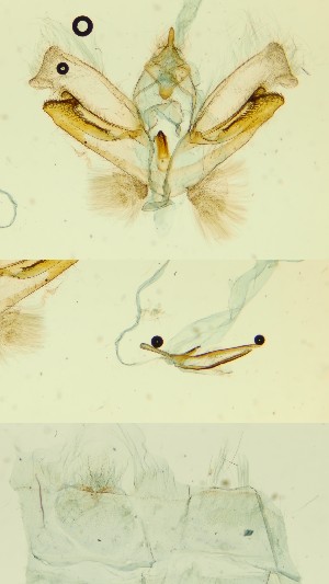  ( - BC ZSM Lep 89560)  @11 [ ] by-nc-sa (2023) SNSB, Staatliche Naturwissenschaftliche Sammlungen Bayerns ZSM (SNSB, Zoologische Staatssammlung Muenchen)