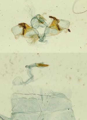  ( - BC ZSM Lep 89639)  @11 [ ] by-nc-sa (2023) SNSB, Staatliche Naturwissenschaftliche Sammlungen Bayerns ZSM (SNSB, Zoologische Staatssammlung Muenchen)