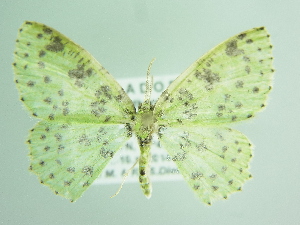  ( - BC ZSM Lep 91193)  @15 [ ] CreativeCommons - Attribution Non-Commercial Share-Alike (2016) SNSB, Staatliche Naturwissenschaftliche Sammlungen Bayerns ZSM (SNSB, Zoologische Staatssammlung Muenchen)