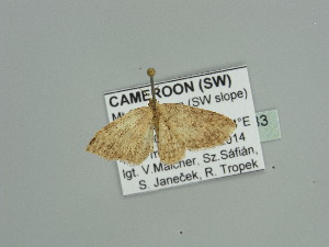  ( - BC ZSM Lep 93483)  @13 [ ] CreativeCommons - Attribution Non-Commercial Share-Alike (2016) SNSB, Staatliche Naturwissenschaftliche Sammlungen Bayerns ZSM (SNSB, Zoologische Staatssammlung Muenchen)
