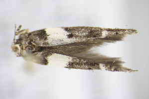  ( - BC ZSM Lep 91692)  @12 [ ] CreativeCommons - Attribution Non-Commercial Share-Alike (2016) SNSB, Staatliche Naturwissenschaftliche Sammlungen Bayerns ZSM (SNSB, Zoologische Staatssammlung Muenchen)