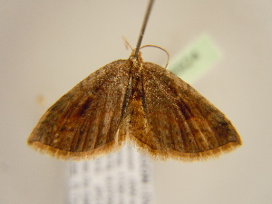  ( - BC ZSM Lep 96924)  @12 [ ] CreativeCommons - Attribution Non-Commercial Share-Alike (2017) SNSB, Staatliche Naturwissenschaftliche Sammlungen Bayerns ZSM (SNSB, Zoologische Staatssammlung Muenchen)
