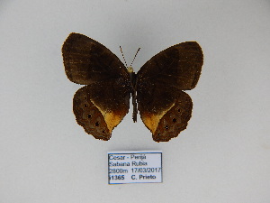 ( - CP Lep 862)  @11 [ ] CreativeCommons - Attribution Non-Commercial Share-Alike (2017) SNSB, Staatliche Naturwissenschaftliche Sammlungen Bayerns ZSM (SNSB, Zoologische Staatssammlung Muenchen)