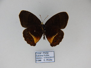  ( - CP Lep 863)  @11 [ ] CreativeCommons - Attribution Non-Commercial Share-Alike (2017) SNSB, Staatliche Naturwissenschaftliche Sammlungen Bayerns ZSM (SNSB, Zoologische Staatssammlung Muenchen)