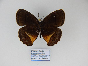  ( - CP Lep 864)  @11 [ ] CreativeCommons - Attribution Non-Commercial Share-Alike (2017) SNSB, Staatliche Naturwissenschaftliche Sammlungen Bayerns ZSM (SNSB, Zoologische Staatssammlung Muenchen)