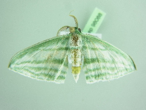  (Dyspteris breviataria - BC ZSM Lep 98088)  @11 [ ] CreativeCommons - Attribution Non-Commercial Share-Alike (2018) SNSB, Staatliche Naturwissenschaftliche Sammlungen Bayerns ZSM (SNSB, Zoologische Staatssammlung Muenchen)