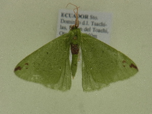  ( - BC ZSM Lep 102111)  @11 [ ] CreativeCommons - Attribution Non-Commercial Share-Alike (2018) SNSB, Staatliche Naturwissenschaftliche Sammlungen Bayerns ZSM (SNSB, Zoologische Staatssammlung Muenchen)