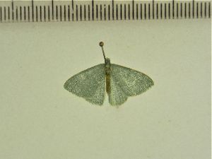  ( - BC ZSM Lep 103858)  @12 [ ] CreativeCommons - Attribution Non-Commercial Share-Alike (2018) SNSB, Staatliche Naturwissenschaftliche Sammlungen Bayerns ZSM (SNSB, Zoologische Staatssammlung Muenchen)