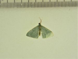  ( - BC ZSM Lep 103859)  @12 [ ] CreativeCommons - Attribution Non-Commercial Share-Alike (2018) SNSB, Staatliche Naturwissenschaftliche Sammlungen Bayerns ZSM (SNSB, Zoologische Staatssammlung Muenchen)