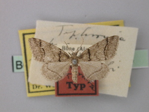 ( - BC ZFMK LepTyp 0005)  @11 [ ] Copyright (2010) Axel Hausmann/Bavarian State Collection of Zoology (ZSM) Zoological Research Museum Alexander Koenig