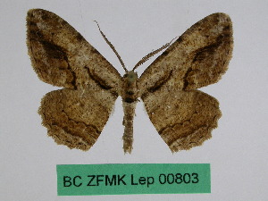  (Medasina leukohyperythra - BC ZFMK Lep 00803)  @13 [ ] Copyright (2010) Dr. D. Stuening Zoological Research Museum Alexander Koenig