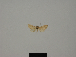  (Idaea subrufaria - BC ZSM Lep 77858)  @11 [ ] CreativeCommons - Attribution Non-Commercial Share-Alike (2013) Axel Hausmann SNSB, Zoologische Staatssammlung Muenchen