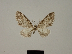  (Eupithecia venedictoffae - BC ZSM Lep 80406)  @11 [ ] CreativeCommons - Attribution Non-Commercial Share-Alike (2013) Axel Hausmann SNSB, Zoologische Staatssammlung Muenchen