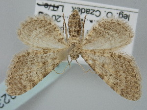  ( - BC_ZSM_Lep_116323)  @11 [ ] by-nc-sa (2024) SNSB, Staatliche Naturwissenschaftliche Sammlungen Bayerns ZSM (SNSB, Zoologische Staatssammlung Muenchen)