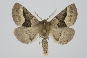  (Crocallis cypriaca - BC_ZSM_Lep_120234)  @11 [ ] by-nc-sa (2025) SNSB, Staatliche Naturwissenschaftliche Sammlungen Bayerns ZSM (SNSB, Zoologische Staatssammlung Muenchen)